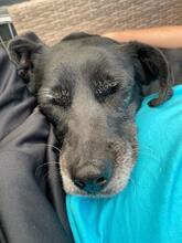 NORA, Hund, Mischlingshund in Unna - Bild 2