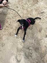 NORA, Hund, Mischlingshund in Unna - Bild 3