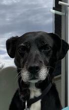 NORA, Hund, Mischlingshund in Unna - Bild 4