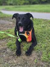 TILDA, Hund, Labrador-Mix in Kroatien - Bild 1