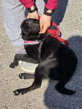 TILDA, Hund, Labrador-Mix in Kroatien - Bild 2