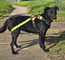 TILDA, Hund, Labrador-Mix in Kroatien - Bild 3