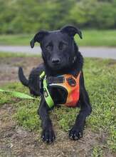 TILDA, Hund, Labrador-Mix in Kroatien - Bild 4