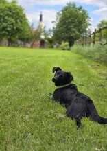 TILDA, Hund, Labrador-Mix in Kroatien - Bild 5
