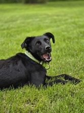 TILDA, Hund, Labrador-Mix in Kroatien - Bild 6