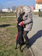 TILDA, Hund, Labrador-Mix in Kroatien - Bild 7