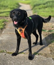 TILDA, Hund, Labrador-Mix in Kroatien - Bild 8