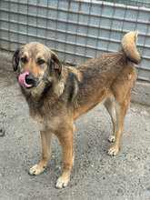 MARINO, Hund, Mischlingshund in Rumänien - Bild 1