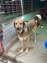 MARINO, Hund, Mischlingshund in Rumänien - Bild 10