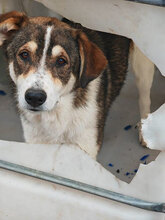 MARINO, Hund, Mischlingshund in Rumänien - Bild 11