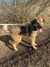 MARINO, Hund, Mischlingshund in Rumänien - Bild 2