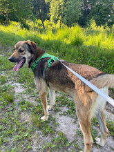 MARINO, Hund, Mischlingshund in Rumänien - Bild 3