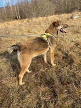 MARINO, Hund, Mischlingshund in Rumänien - Bild 4