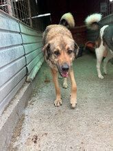 MARINO, Hund, Mischlingshund in Rumänien - Bild 6