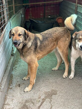 MARINO, Hund, Mischlingshund in Rumänien - Bild 7