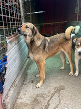 MARINO, Hund, Mischlingshund in Rumänien - Bild 8