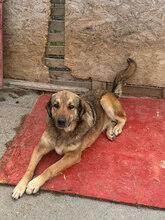 MARINO, Hund, Mischlingshund in Rumänien - Bild 9