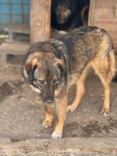 LADY, Hund, Mischlingshund in Rumänien - Bild 1