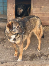 LADY, Hund, Mischlingshund in Rumänien - Bild 2