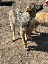 LADY, Hund, Mischlingshund in Rumänien - Bild 3