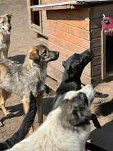 LADY, Hund, Mischlingshund in Rumänien - Bild 5