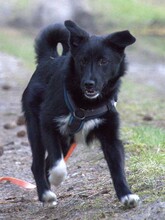SNEKI, Hund, Mischlingshund in Dahlenburg - Bild 1