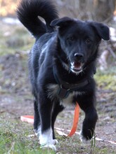 SNEKI, Hund, Mischlingshund in Dahlenburg - Bild 3