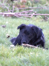 SNEKI, Hund, Mischlingshund in Dahlenburg - Bild 4