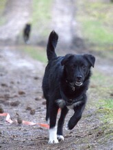 SNEKI, Hund, Mischlingshund in Dahlenburg - Bild 5