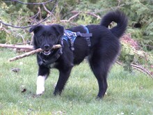 SNEKI, Hund, Mischlingshund in Dahlenburg - Bild 6