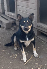 ERNA, Hund, Mischlingshund in Rumänien - Bild 1