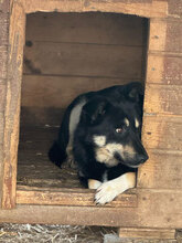 ERNA, Hund, Mischlingshund in Rumänien - Bild 2