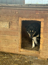 ERNA, Hund, Mischlingshund in Rumänien - Bild 3