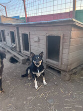 ERNA, Hund, Mischlingshund in Rumänien - Bild 5