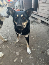 ERNA, Hund, Mischlingshund in Rumänien - Bild 6
