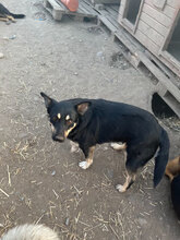 ERNA, Hund, Mischlingshund in Rumänien - Bild 7