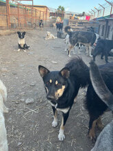 ERNA, Hund, Mischlingshund in Rumänien - Bild 8