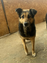 PENNY, Hund, Mischlingshund in Rumänien - Bild 1