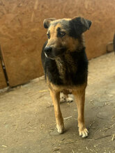 PENNY, Hund, Mischlingshund in Rumänien - Bild 2