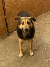 PENNY, Hund, Mischlingshund in Rumänien - Bild 3