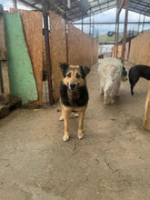 PENNY, Hund, Mischlingshund in Rumänien - Bild 5