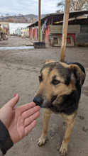 PENNY, Hund, Mischlingshund in Rumänien - Bild 8