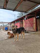 PENNY, Hund, Mischlingshund in Rumänien - Bild 9