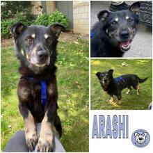 ARASHI, Hund, Mischlingshund in Braunschweig - Bild 1