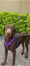 FONDO, Hund, Dobermann in Spanien - Bild 2