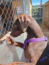 FONDO, Hund, Dobermann in Spanien - Bild 3