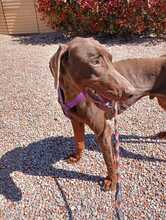 FONDO, Hund, Dobermann in Spanien - Bild 4