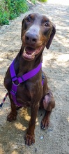 FONDO, Hund, Dobermann in Spanien - Bild 5