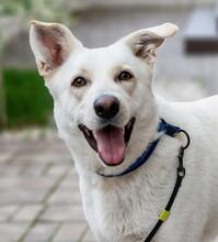 OLAF, Hund, Mischlingshund in Rumänien - Bild 1