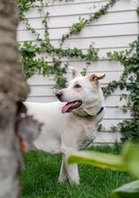 OLAF, Hund, Mischlingshund in Rumänien - Bild 12